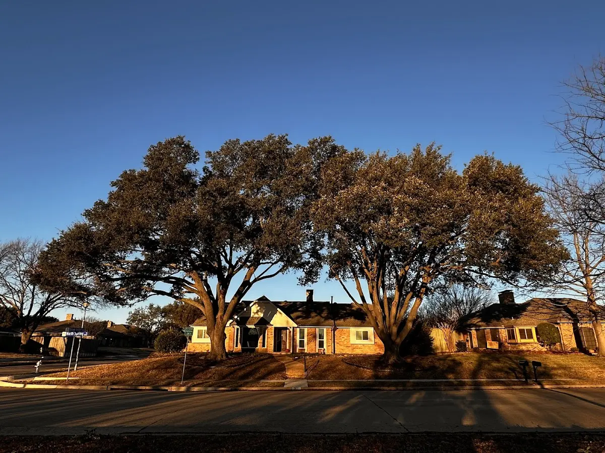 Established residential canopy tree shading a home in Butler